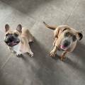 Garde-chiens-Nantes-524374-1