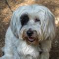 https://fr.holidog.com/ImagesPetSitters/424D0B63-5BD8-4B60-A2FC-EF47433CE7FC_square_120.jpg Un-amour-pour-les-animaux-298961-2