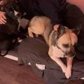 https://fr.holidog.com/ImagesPetSitters/42810FD7-D0FA-4A7C-824E-3FFA052ED2AC_square_120.jpg Le-paradis-des-chiens-1092836-1