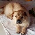 https://fr.holidog.com/ImagesPetSitters/438E0EE4-B5F6-48C6-BCA8-3747D5C583B6_square_120.jpg Le-repos-des-animaux-1109280-2