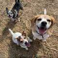 https://fr.holidog.com/ImagesPetSitters/43F56892-5E69-4D77-940D-F5BE4F6D16FA_square_120.jpg Amoureuse-des-boules-de-poil-🩷-1075883-0