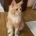 https://fr.holidog.com/ImagesPetSitters/445EE128-93FA-4F9C-B63F-7C6F836993A3_square_120.jpg Étudiante-petsitter-!-1085415-1