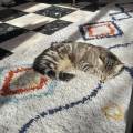 https://fr.holidog.com/ImagesPetSitters/44791122-7399-484A-9C0E-7C0BB9181B63_square_120.jpg Passionnée,-tous-animaux,-chez-vous-1109757-0