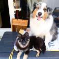 L-amour-des-animaux--478688-0