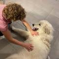 https://fr.holidog.com/ImagesPetSitters/4571AC60-A9DB-4540-97D1-64C094AB1078_square_120.jpg Un-séjour-calme-et-plein-d'amour-🤍-1003386-3