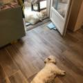 https://fr.holidog.com/ImagesPetSitters/45826DDA-8753-4497-A9AA-1C5AA555B323_square_120.jpg Tout-pour-votre-chien--789148-3