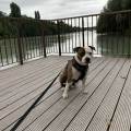 Pet-sitter-confirmée-1182569-2