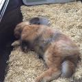 Mon-amour-pour-les-animaux-204296-1