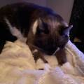 petsitter stranger