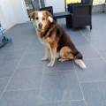 https://fr.holidog.com/ImagesPetSitters/4645EE5E-EC3D-4220-8B83-6D72C719DAAF_square_120.jpg J'adore-les-animaux--551756-0
