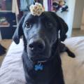 https://fr.holidog.com/ImagesPetSitters/4666D1A7-A56F-4EBE-8F99-A4863AAB928F_square_120.jpg 468095-2