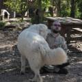 la-zen-attitude-vos-compagnions-578857-3