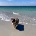 https://fr.holidog.com/ImagesPetSitters/46A5DE2E-4B49-4B68-9C12-8EDF76E39308_square_120.jpg La-destination-préférée-des-toutous-940900-1