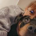 Que-de-l'amour-pour-vos-compagnons!-417113-3