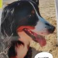 https://fr.holidog.com/ImagesPetSitters/472E7FDE-BCA7-415E-816E-24BFA184AAC3_square_120.jpg La-maison-des-toutous--1063936-1