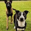 https://fr.holidog.com/ImagesPetSitters/479085F5-D93C-4209-AA35-14E6D5149B9C_square_120.jpg Le-paradis-des-chiens--1109264-0