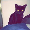 Ami-des-animaux-277365-0