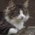 petsitter stranger