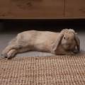 Garde-d’animaux-de-confiance-1087963-2
