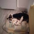 Dogsitter-expérimenté--573339-3