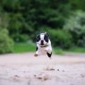 Aux-chiens-heureux-258238-0