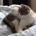 GARDE-CHIENS,-CHATS-ET-NAC---37-1158562-3
