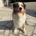 https://fr.holidog.com/ImagesPetSitters/491242BD-2B1E-4A8A-937E-439E91DEE9C9_square_120.jpg Petsitter-disponible-7j/7-1099044-3