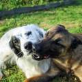 https://fr.holidog.com/ImagesPetSitters/497559DC-3A54-46A0-A20C-23E1D062C7C5_square_120.jpg Shirley-Bouvet-1050415-3