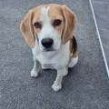 https://fr.holidog.com/ImagesPetSitters/497C815D-A64B-4E0A-BA95-8EADA785EE35_square_120.jpg 1058499-0
