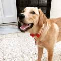 https://fr.holidog.com/ImagesPetSitters/49FC487E-7935-47C1-80BD-961038A58C68_square_120.jpg Pour-l'amour-des-animaux-530173-0