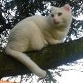 petsitter stranger