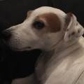 petsitter stranger