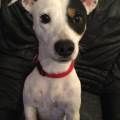 https://fr.holidog.com/ImagesPetSitters/4A0C75CD-F52C-4CEC-A9D4-1AF7D1780E62_square_120.jpg Pet-sitter--1049663-1