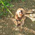 Pet-sitter-tarascon-sur-Ariège--1158984-2