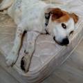 https://fr.holidog.com/ImagesPetSitters/4A469B97-5AEB-4106-B366-A48CA6A992C3_square_120.jpg Le-repos-des-animaux-1109280-3