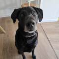 🐾-Amoureuse-des-animaux-🐾-1158598-2