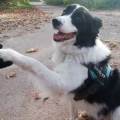 Pet-sitter-expérimentée-1158427-3