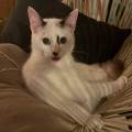 https://fr.holidog.com/ImagesPetSitters/4B1EB4B4-D31C-4DAE-9EA2-822DD562DD82_square_120.jpg Pet-sitter-attentionnée--1069904-1