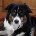https://fr.holidog.com/ImagesPetSitters/4B49E4D8-5933-4B6E-AA8F-75A357A51F92_square_120.jpg 19044-1
