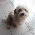 https://fr.holidog.com/ImagesPetSitters/4B87D3D0-E1BF-4711-AF6B-3C29C22E6B68_square_120.jpg Amoureuse-des-nos-amies-à-4-pattes--1164406-2