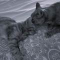 Que-de-l'amour-pour-vos-compagnons!-417113-1