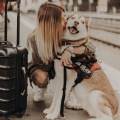 Petsitter-à-domicile-329964-0