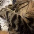 https://fr.holidog.com/ImagesPetSitters/4C96A740-EF96-4CED-8E9D-9E1A8F350BE9_square_120.jpg Le-royaume-des-animaux-456737-3