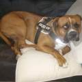 https://fr.holidog.com/ImagesPetSitters/4CDF8C49-4B62-44A6-87C0-6463E6247D98_square_120.jpg vacances-pour-chiens.-479496-3