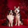 https://fr.holidog.com/ImagesPetSitters/4D24C5A0-D080-4458-81F8-D3D3D2F56E54_square_120.jpg Aux-petits-soins-de-vos-poilus-!-1049925-0
