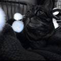 https://fr.holidog.com/ImagesPetSitters/4D3D15B5-C144-466D-8849-97B12464AC5B_square_120.jpg Helene-M-311410-3