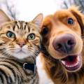 https://fr.holidog.com/ImagesPetSitters/4D6C9D9F-A61D-4800-B4C5-66C44F64E582_square_120.jpg 1111371-0