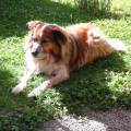 https://fr.holidog.com/ImagesPetSitters/4D959D3B-60D4-40B4-A1A7-45F5C747A857_square_120.jpg Chez-Valy--364857-1