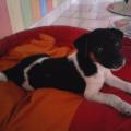 Les-animaux-heureux-224144-1
