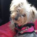 Pet-love-337600-3